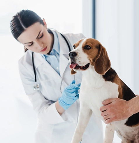 Tepebaşı Veteriner